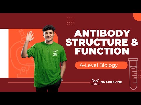 Antibody Structure & Function