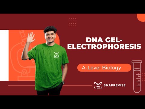DNA Gel Electrophoresis
