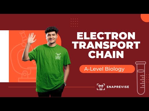 Electron Transport Chain
