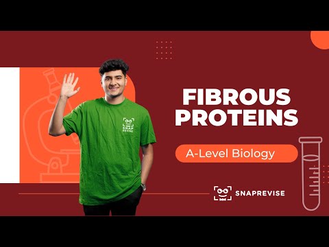 Fibrous Proteins