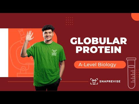 Globular Proteins