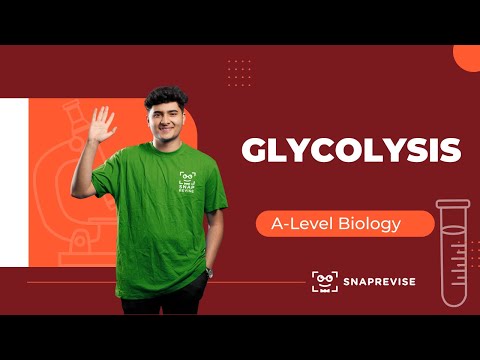 Glycolysis