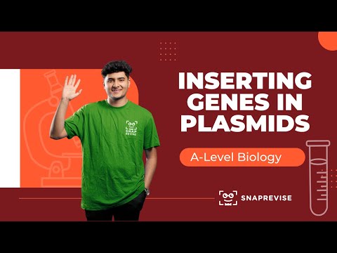 Inserting Genes in Plasmids