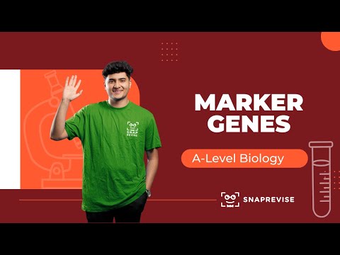 Marker Genes