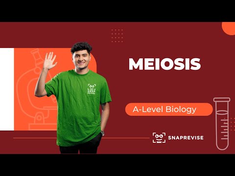 Meiosis
