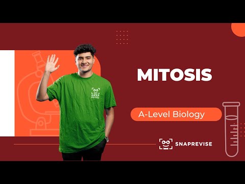 Mitosis