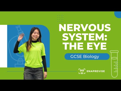 Nervous System: The Eye