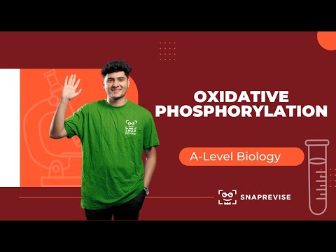 Oxidative Phosphorylation