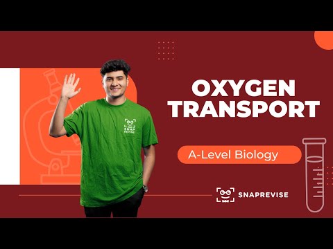 Oxygen Transport