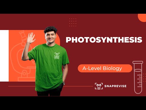 Photosynthesis