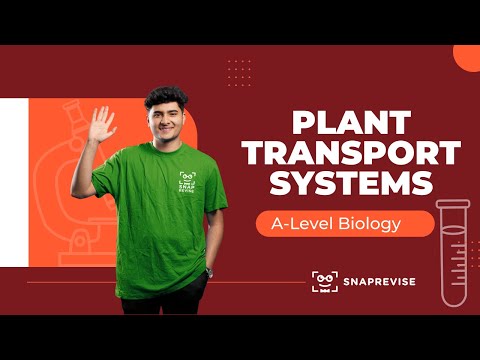 Plant Transport Systems