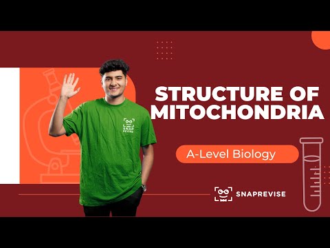 Structure of Mitochondria