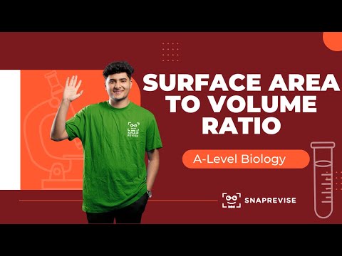 Surface Area to Volume Ratio