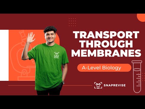 Transport Through Membranes