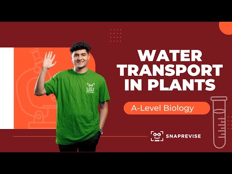 Water Transport in Plants